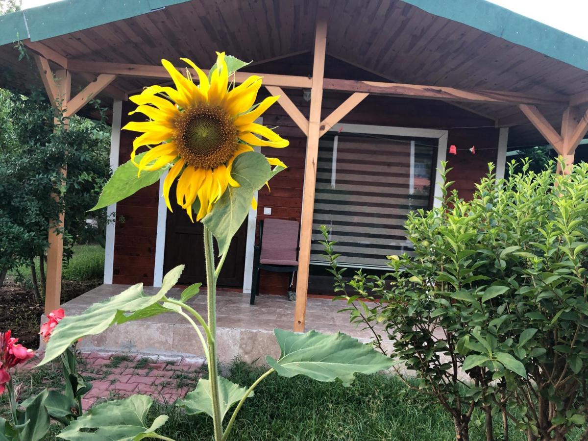 Cirali Armira Bungalow ภายนอก รูปภาพ